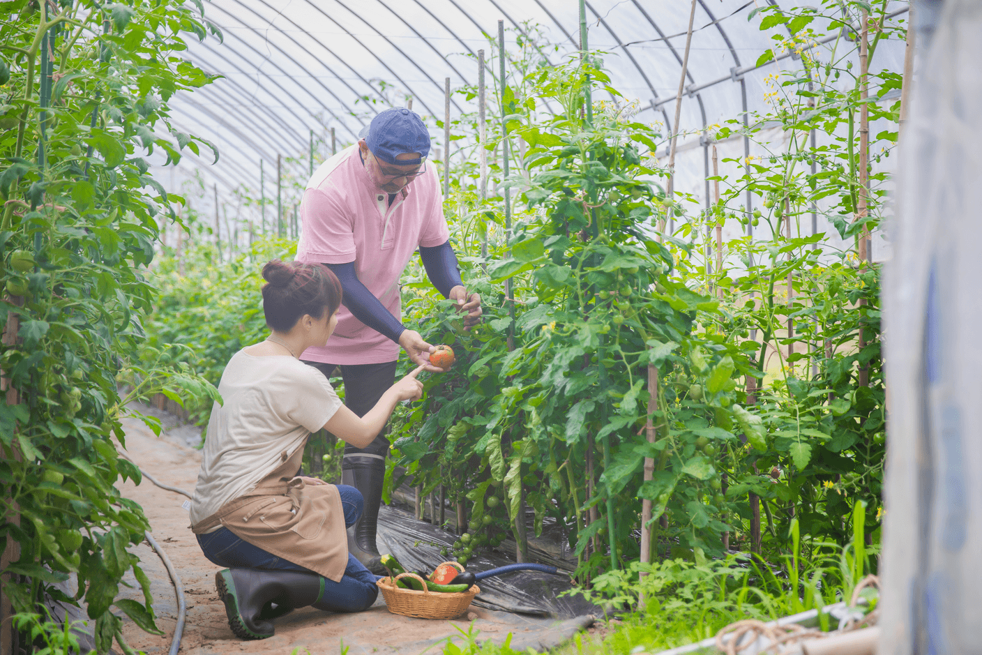 農業事業の収穫シーン。新鮮な葉物野菜と根菜が並ぶ日本の農場